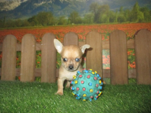 Chihuahua 2