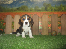 Beagle 10